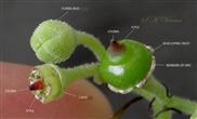  Floral bud, Flower (Mature) and developing fruit